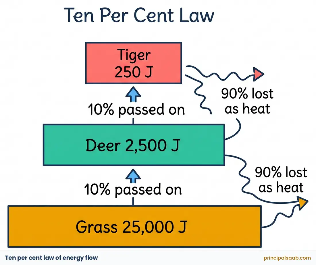 Energy pyramid showing the ten per cent law: grass holds 25,000 J of energy, the deer that eats it receives 2,500 J and the tiger only 250 J, with 90 per cent of the energy lost as heat at each trophic level.
