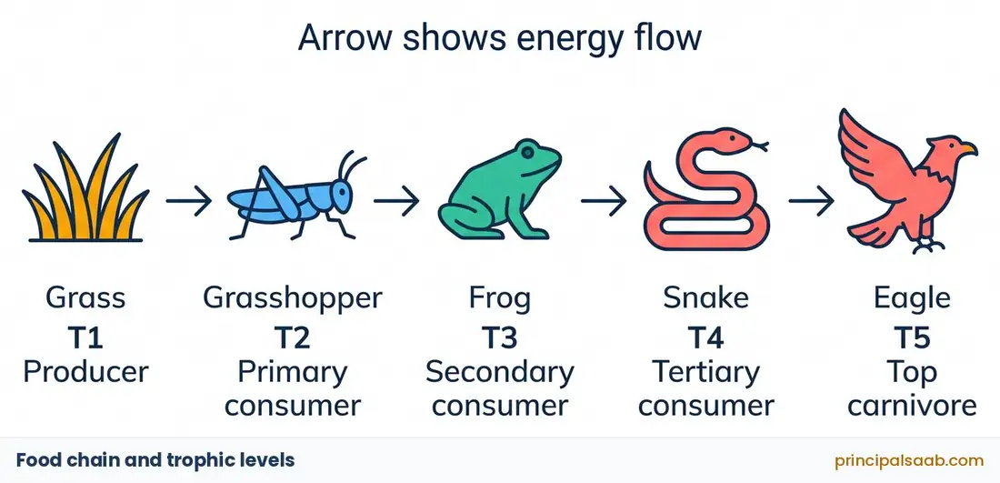 Food chain diagram: grass (T1 producer) is eaten by a grasshopper (T2 primary consumer), then a frog (T3 secondary consumer), a snake (T4 tertiary consumer) and an eagle (T5 top carnivore), with arrows showing the direction of energy flow.