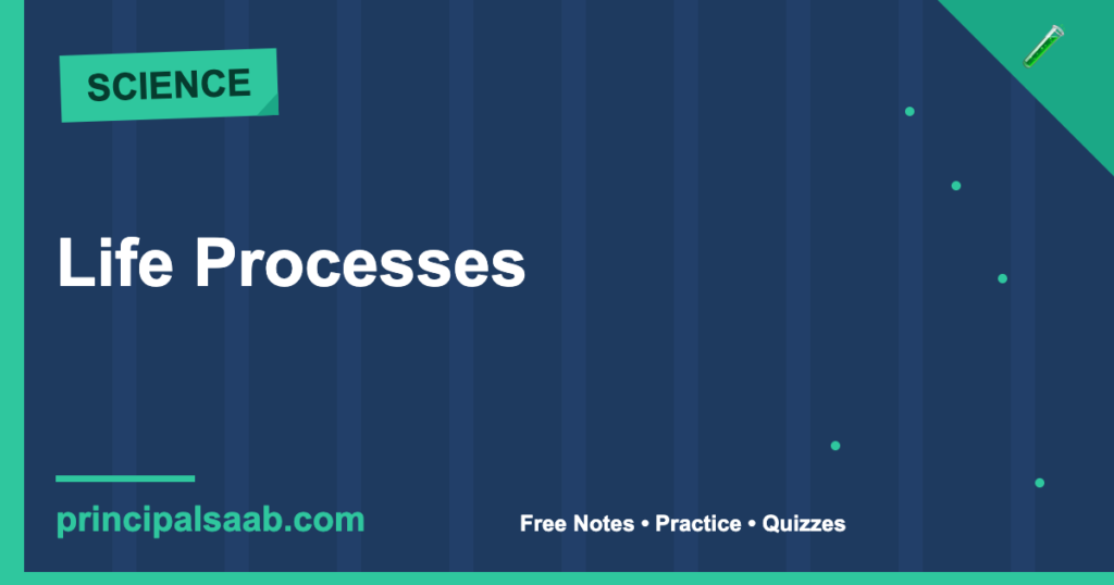 Life Processes — Class 10 Science Notes & Practice