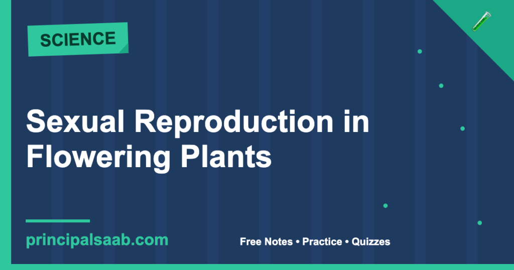Sexual Reproduction in Flowering Plants — Class 12 Biology Notes & Practice