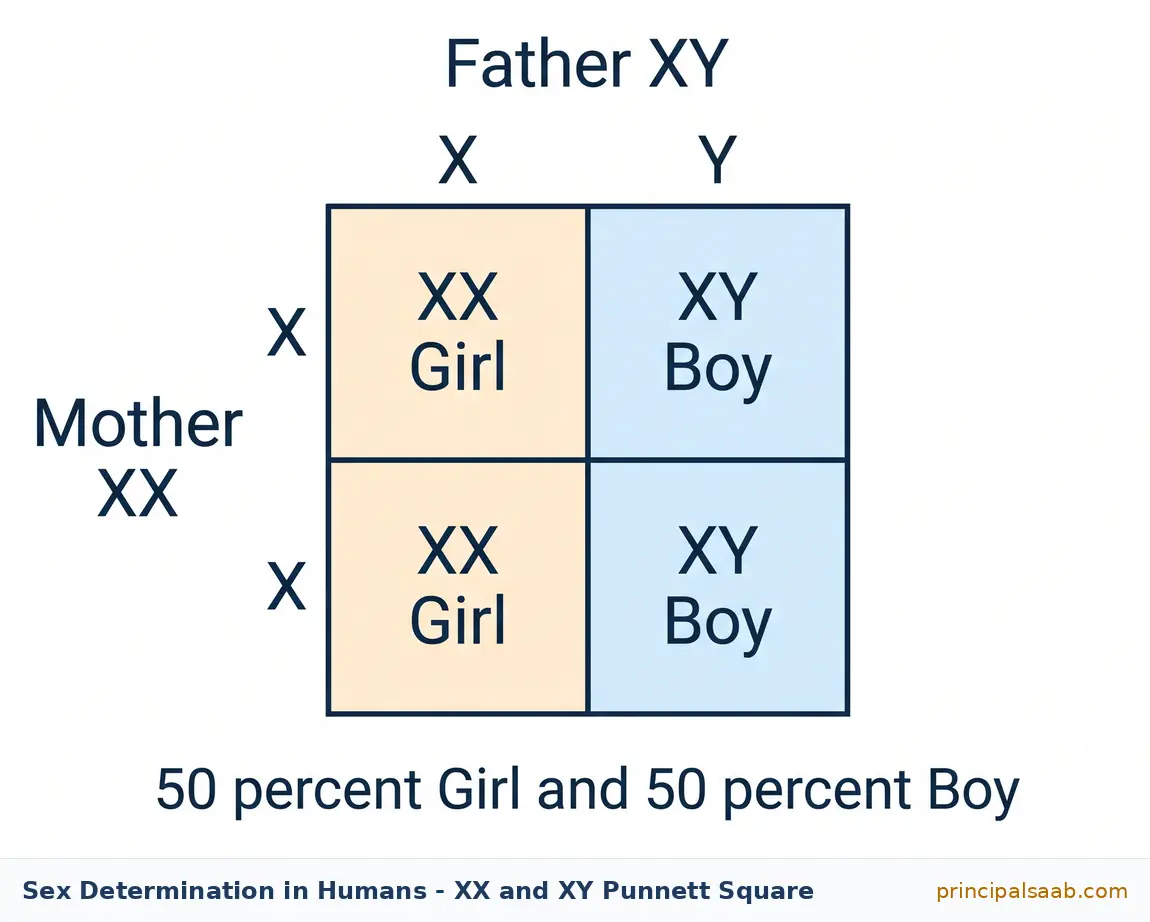 Punnett square showing sex determination in humans: mother XX contributes an X in both rows and father XY contributes X or Y, giving two XX girl cells and two XY boy cells, a fifty percent chance of each.