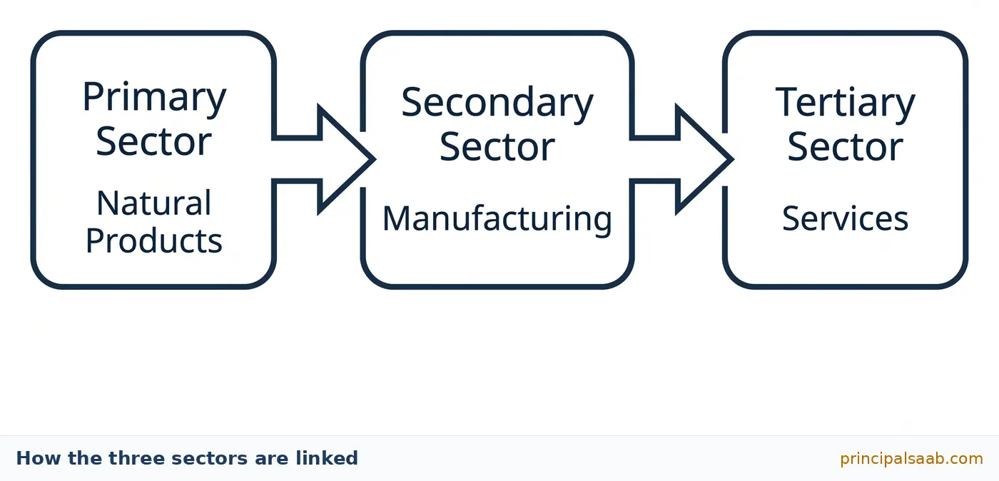 Three boxes joined by arrows from left to right: Primary Sector producing Natural Products, Secondary Sector doing Manufacturing, and Tertiary Sector providing Services.