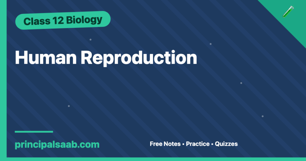 Human Reproduction — Class 12 Biology Notes & Practice